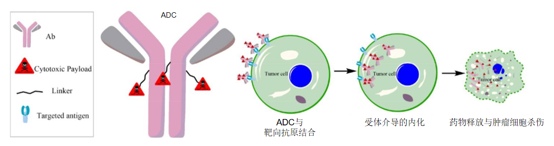 曼话乳癌丨长风破浪会有时，直挂云帆济沧海——ADC药物的机遇-肿瘤瞭望
